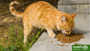 غذای خشک حمایتی گربه